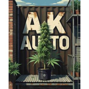 ak-auto-cannabis-seeds-ak47