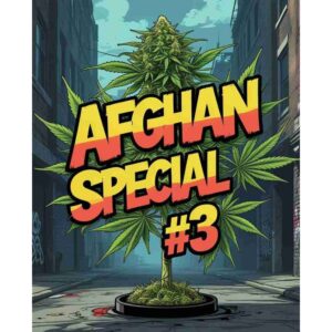 afghan-special-3-feminised-cannabis-seeds