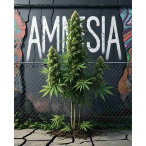 amnesia-feminised-cannabis-seeds