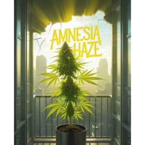amnesia-haze-feminised-cannabis-seeds