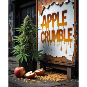 apple-crumble-feminised-cannabis-seeds