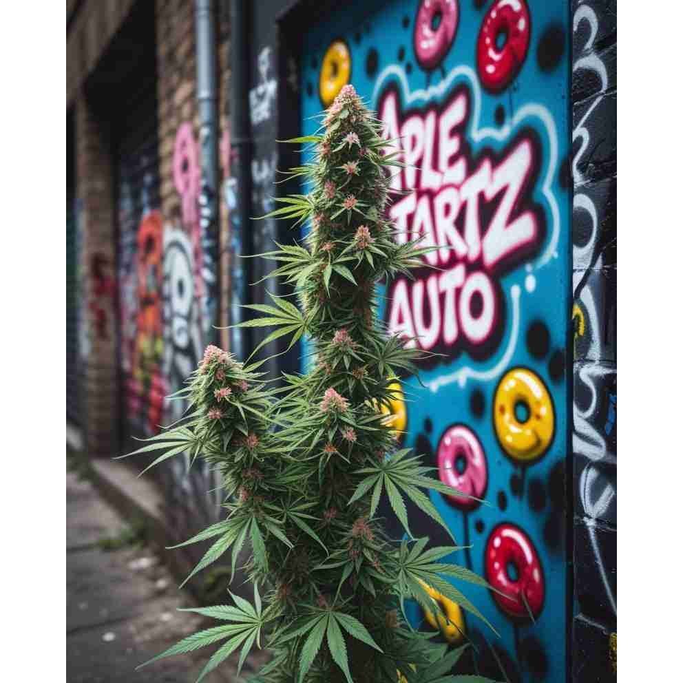 Apple Tartz Auto Cannabis Seeds
