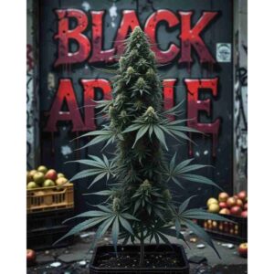 black-apple-feminised-cannabis-seeds