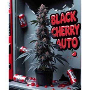 black-cherry-auto-cannabis-seeds