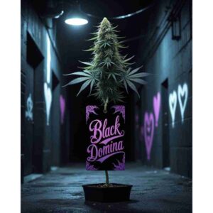 black-domina-feminised-cannabis-seeds