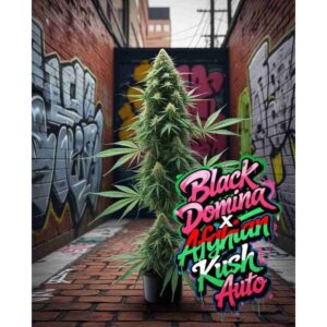 black-domina-x-afghan-kush-auto-cannabis-seeds