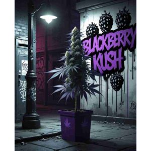 blackberry-kush-feminised-cannabis-seeds