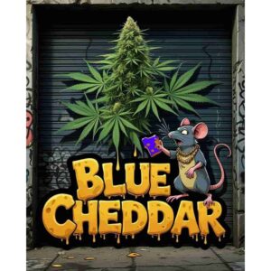blue-cheddar-feminised-cannabis-seeds