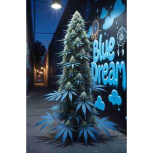 blue-dream-feminised-cannabis-seeds