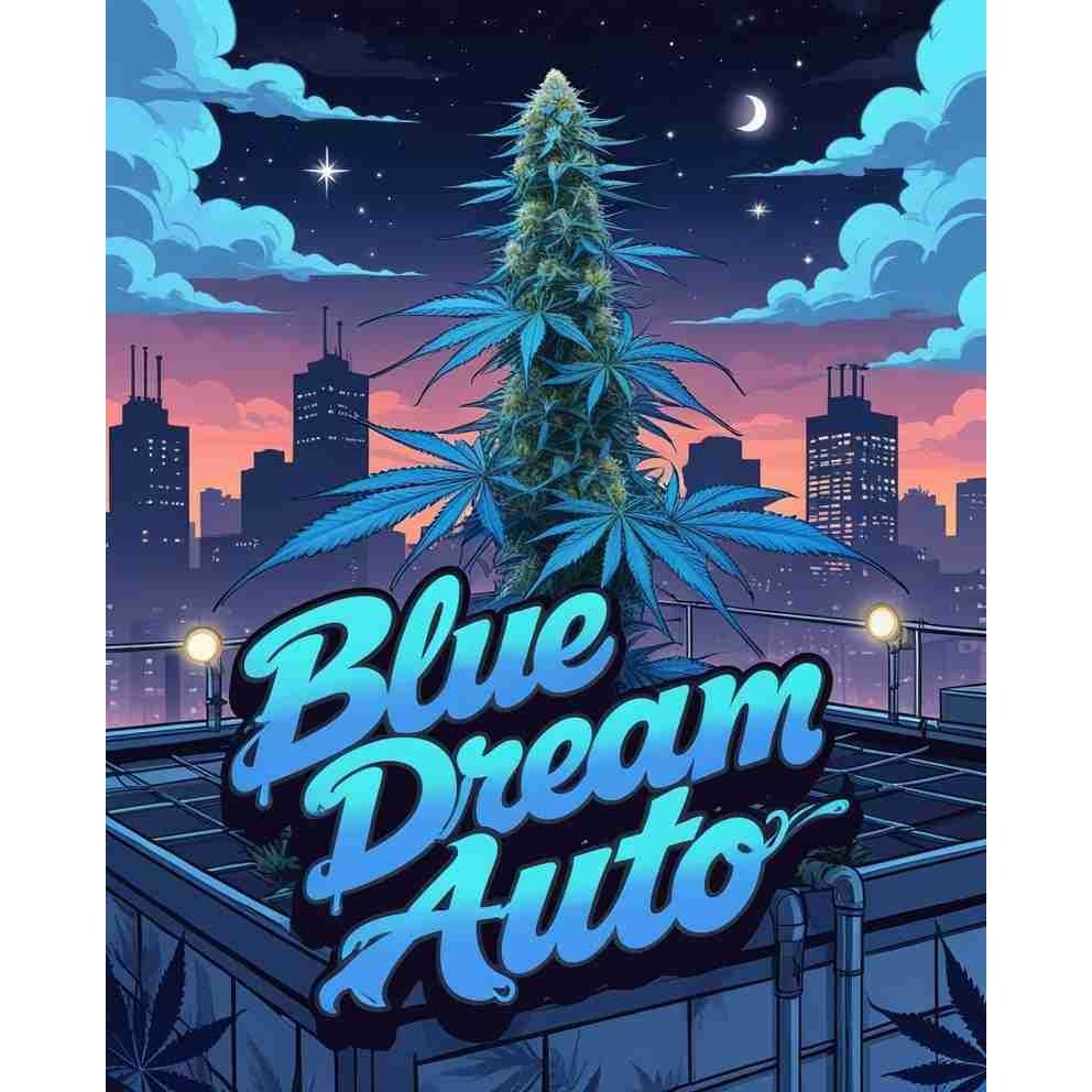 Blue Dream Auto Cannabis Seeds