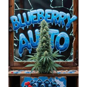 blueberry-auto-cannabis-seeds