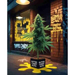 butter-candy-auto-cannabis-seeds