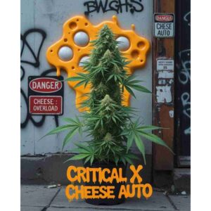 critical-x-cheese-auto-cannabis-seeds