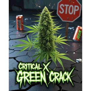 critical-x-green-crack-feminised-cannabis-seeds