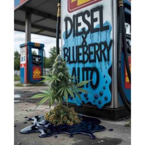 diesel-x-blueberry-auto-cannabis-seeds