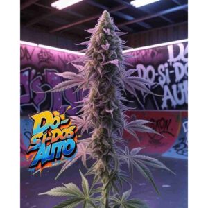 do-si-dos-auto-cannabis-seeds