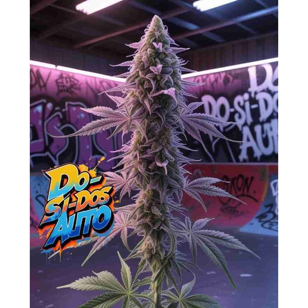 Do-Si-Dos Auto Cannabis Seeds