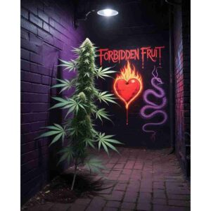 forbidden-fruit-feminised-cannabis-seeds