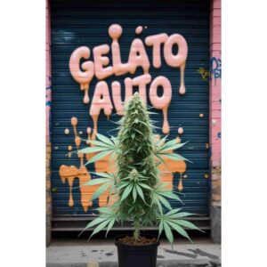 gelato-auto-cannabis-seeds