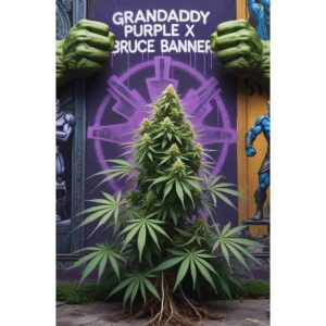 grandaddy-purple-x-bruce-banner-feminised-cannabis-seeds