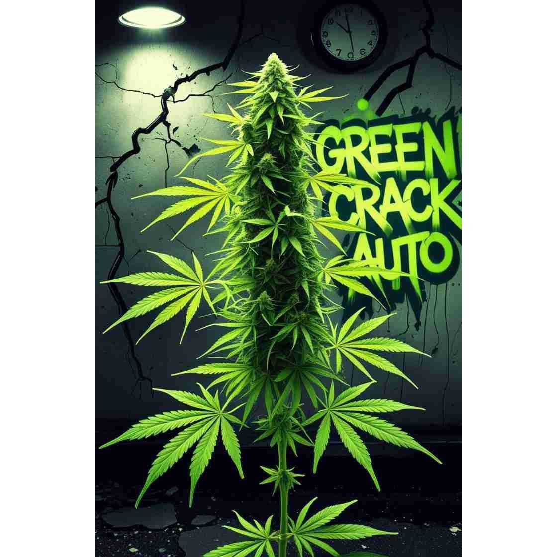 Green Crack Auto Cannabis Seeds