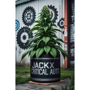 jack-x-critical-auto-cannabis-seeds