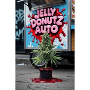 jelly-donutz-auto-cannabis-seeds