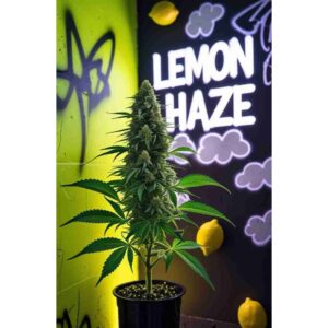 lemon-haze-feminised-cannabis-seeds