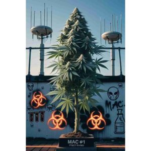 mac-1-feminised-cannabis-seeds