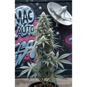 mac-auto-miracle-alien-cookies-cannabis-seeds