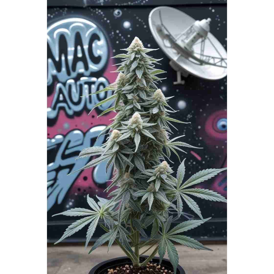 MAC Auto - Miracle Alien Cookies Cannabis Seeds