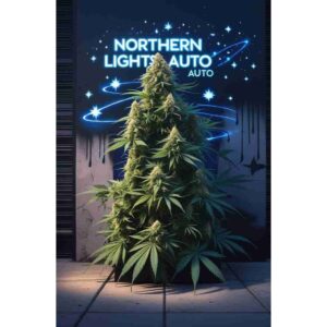 northern-lights-auto-cannabis-seeds