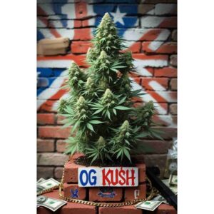 og-kush-feminised-cannabis-seeds