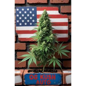 og-kush-auto-cannabis-seeds