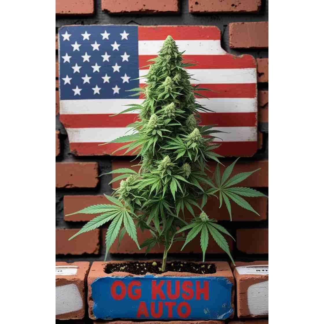 OG Kush Auto Cannabis Seeds