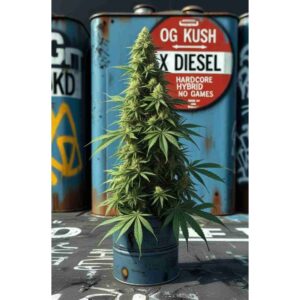 og-kush-x-diesel-feminised-cannabis-seeds