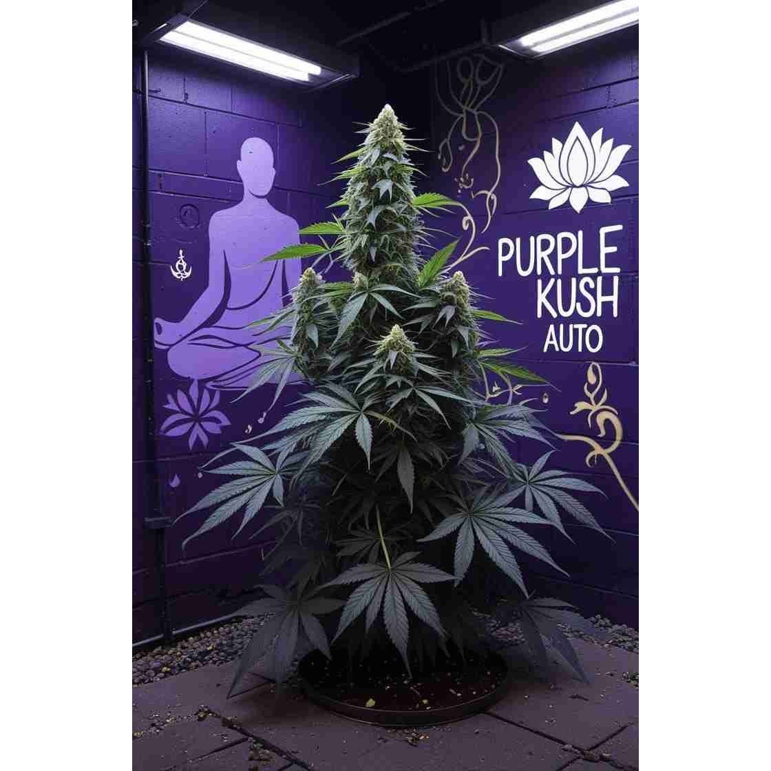 Purple Kush Auto Cannabis Seeds