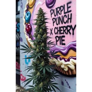 purple-punch-x-cherry-pie-feminised-cannabis-seeds