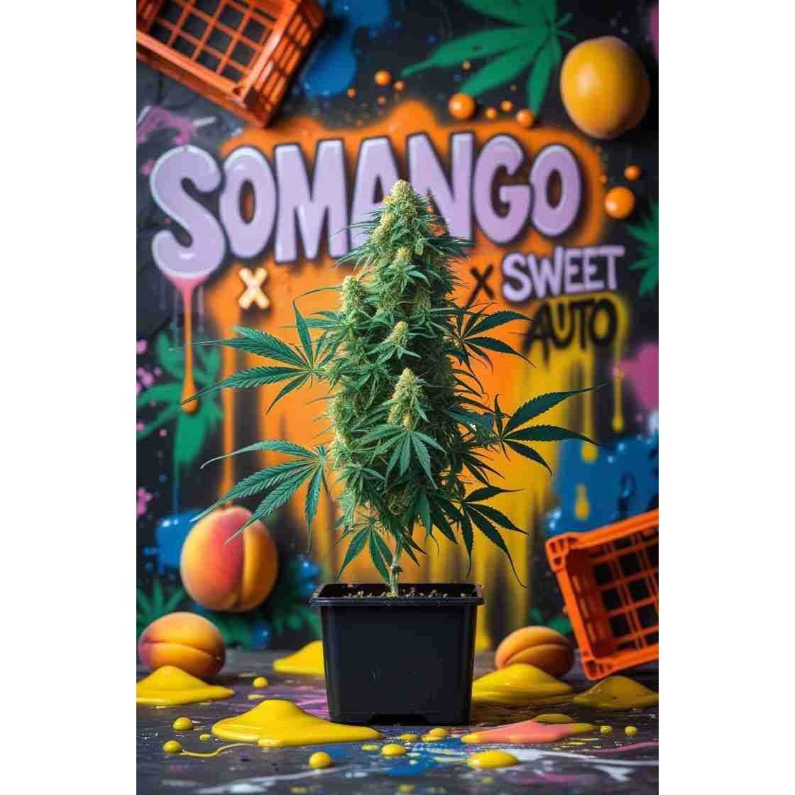 Somango x Sweet Auto Cannabis Seeds