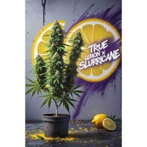 true-lemon-x-slurricane-feminised-cannabis-seeds