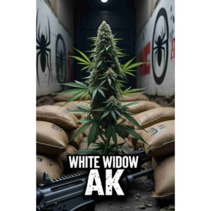 white-widow-x-ak-feminised-cannabis-seeds