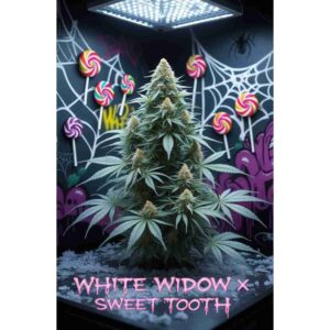 white-widow-x-sweet-tooth-feminised-cannabis-seeds
