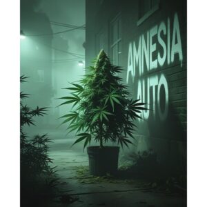 amnesia-auto-cannabis-seeds-feminised