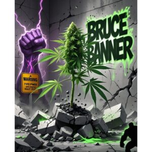 bruce-banner-cannabis-seeds-feminised
