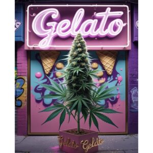 gelato-cannabis-seeds-feminised