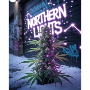 northern-lights-cannabis-seeds-feminised