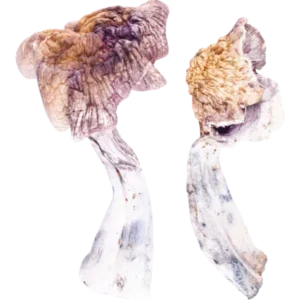 z-strain-mushrooms